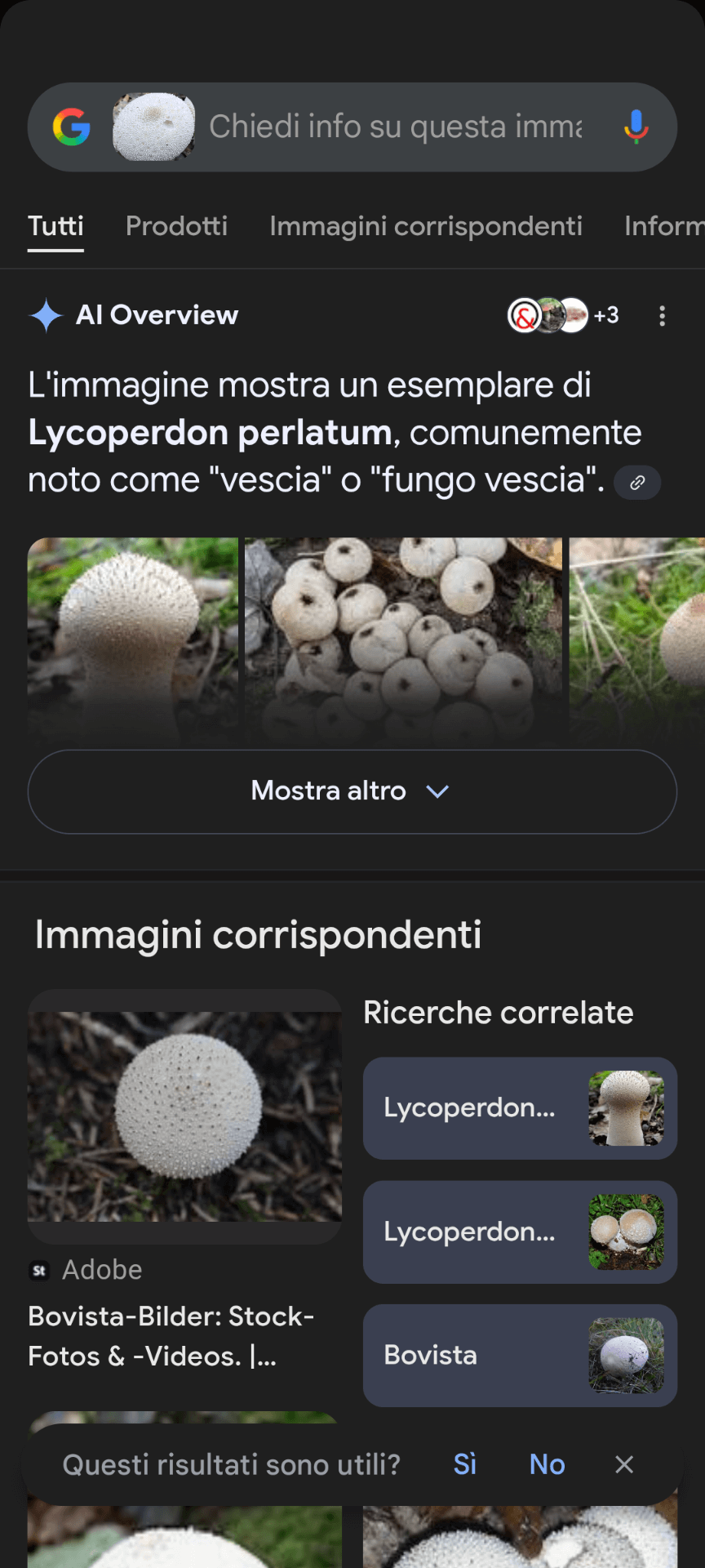 Esempio di Google Lens usato per riconoscere un fungo